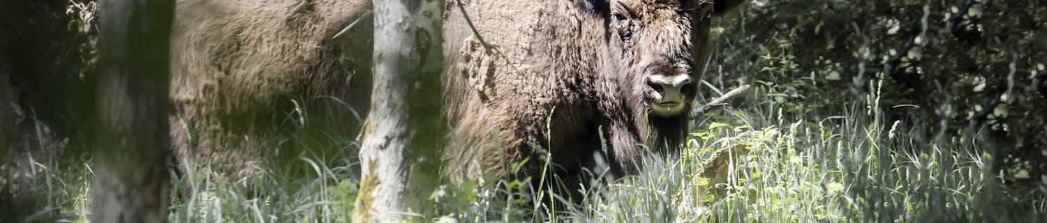 Bisonokse i Almindingen.